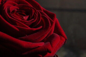 Red rose