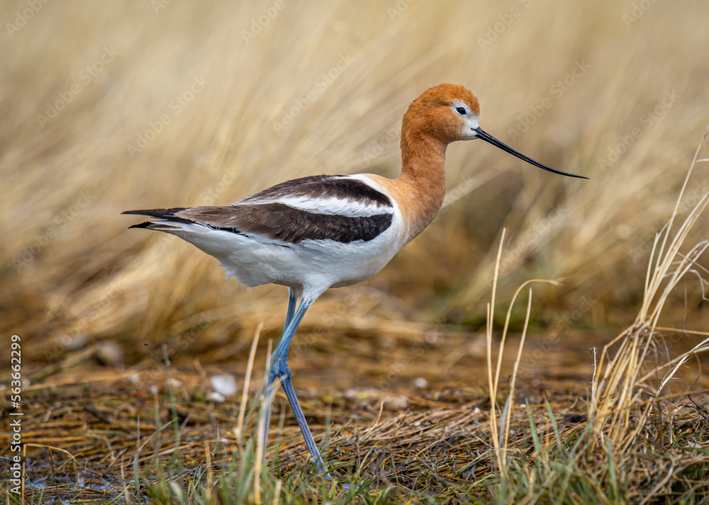 Canvas Prints graceful american avocet in colorado marsh