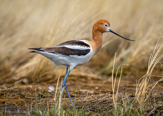 Graceful American Avocet in Colorado Marsh