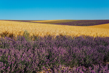 a field with lavender and wheat with a blue sky