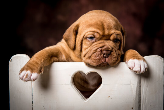 puppy love wallpaper