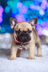 dog breed french bulldog
