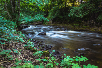 River rapid stream flow through summer forest