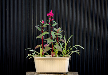 Potted plant against a dark tin wall