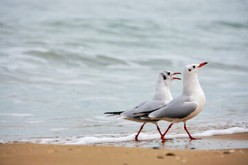 Seagulls