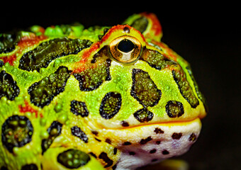 GreenOrnate Horned Frog