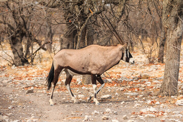 Oryx in natural habitat in Etosha National Park in Namibia.