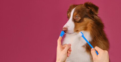 Owner's hands hold muzzle of Australian Shepherd and brush dog's teeth with special brush and...