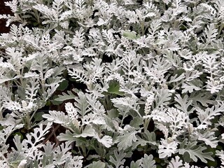 Dusty Miller plants in a greenhouse in Pennsylvania