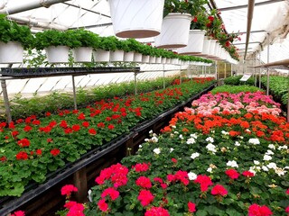 Greenhouse filled with colorful summer flowers to plant and hanging baskets of flowers