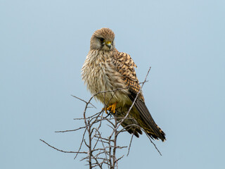 Kestrel Perched on a Branch