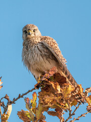 Kestrel Perched on a Branch