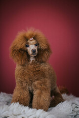 Red poodle puppy posing in studio red background