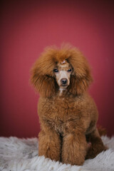 Red poodle puppy posing in studio red background