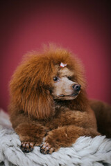Red poodle puppy posing in studio red background