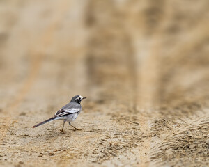 A White Wagtail roaming in ground