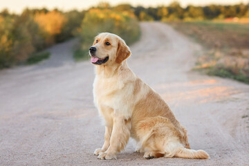 adult dog golden retriever in the field at sunset on the road