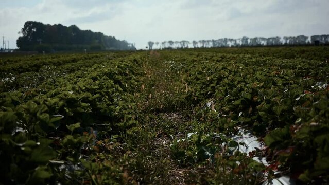 Stedicam shot of strawberry field at farm. Strawberries plants in bloom in the farm landscape.