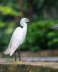 A Egret resting