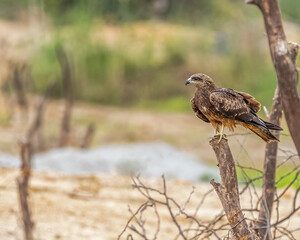A Black Kite resting