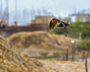 A Black kite flying with wings in M shape