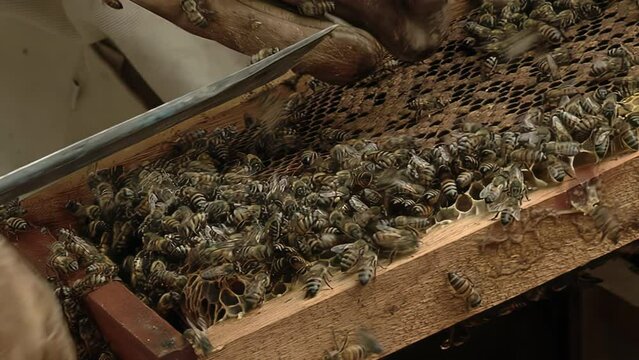 Beekeepers holding Hive Frame Looking for the Queen Bee. Close Up. 4K Resolution.