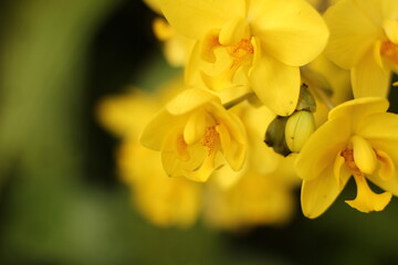 yellow daffodils in spring