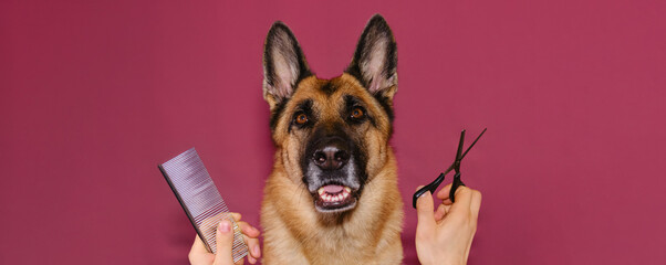 Concept of pet care. Advertising of grooming salon. Happy German shepherd after haircut on pink studio background. Hands of dog owner or professional with comb and scissors. Banner With copy space.