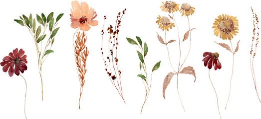 Delicate wildflowers, herbs boho set painted in watercolor. Dried pampas grass floral border. Botanical boho elements isolated on white. Wedding invitation, greeting, card, print, scrapbooking