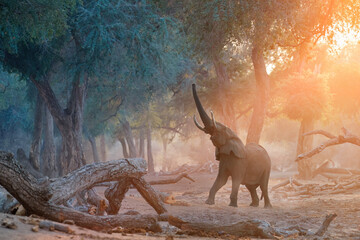 ManaPools walking safari: Elephant scene. African Elephant trying to reach on the leaves of trees...