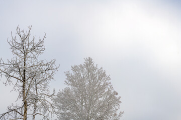 snow-covered branches against a winter gray sky