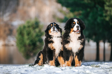 Bernese mountain dog puppy in green background. 
