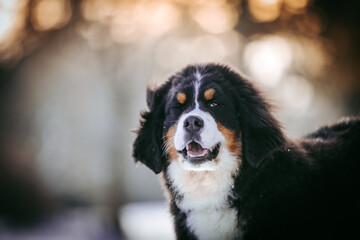 Bernese mountain dog puppy in green background.	
