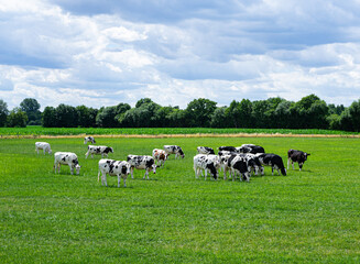 Eine Herde Holstein-Friesian Rinder und Kühe auf einer weitläufigen grüner Weide.