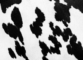  Nahaufnahme vom Fell einer Holstein-Friesian Milchkuh.