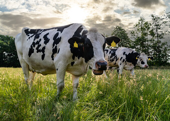 Zwei grasende Holstein-Friesian Rinder auf einer Wiese in der Abendsonne.
