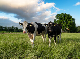 Zwei Schwarzbunt Rinder stehen neben einander auf einer grünen Wiese.