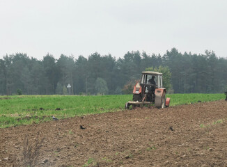 Oranie pola, ciągnik, traktor na polu z ptakami