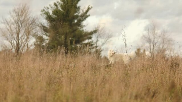 A maremma sheepdog on a small farm in Ontario, Canada. Pets and working dogs in North America.