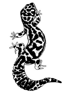 Leopard gecko illustration on transparent background