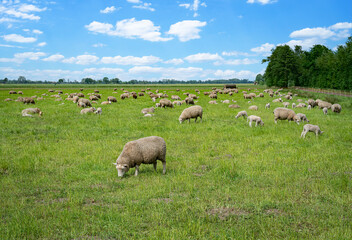 Große Schafherde mit Lämmern auf einer weitläufigen Wiese.