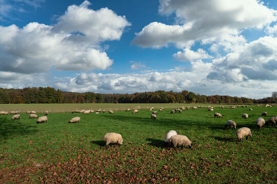 Große Weide mit vielen Schafen im Herbst.