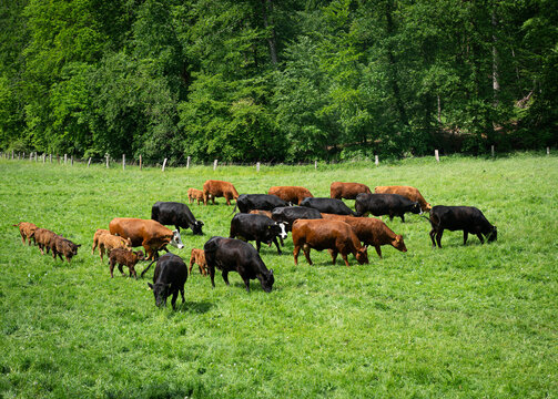 Große Mutterkuhherde auf einer grünen Weide, die Kühe und Kälber, sind entweder braun oder schwarz.