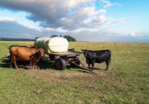 Wasserfaß auf einer abgegrassten Wiese, Kühe stehen drum herum.