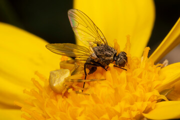 The female Thomisus onustus spider preys on a fly on a yellow flower in the sun.
