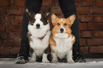 Portrait of two cute corgi dogs