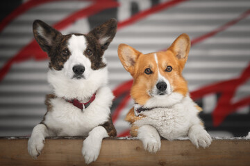 Portrait of two cute corgi dogs
