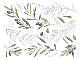 Set of differents olives branch, black and green, isolated on white. Line art and watercolor style with transparent background. Hand-drawn watercolor floral illustration for your design.