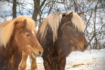 Fototapeta premium portrait of two beautiful icelandic horses playing together wild