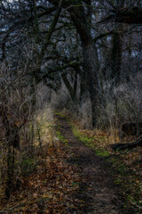 Fototapeta premium Dark Moody path through the woods